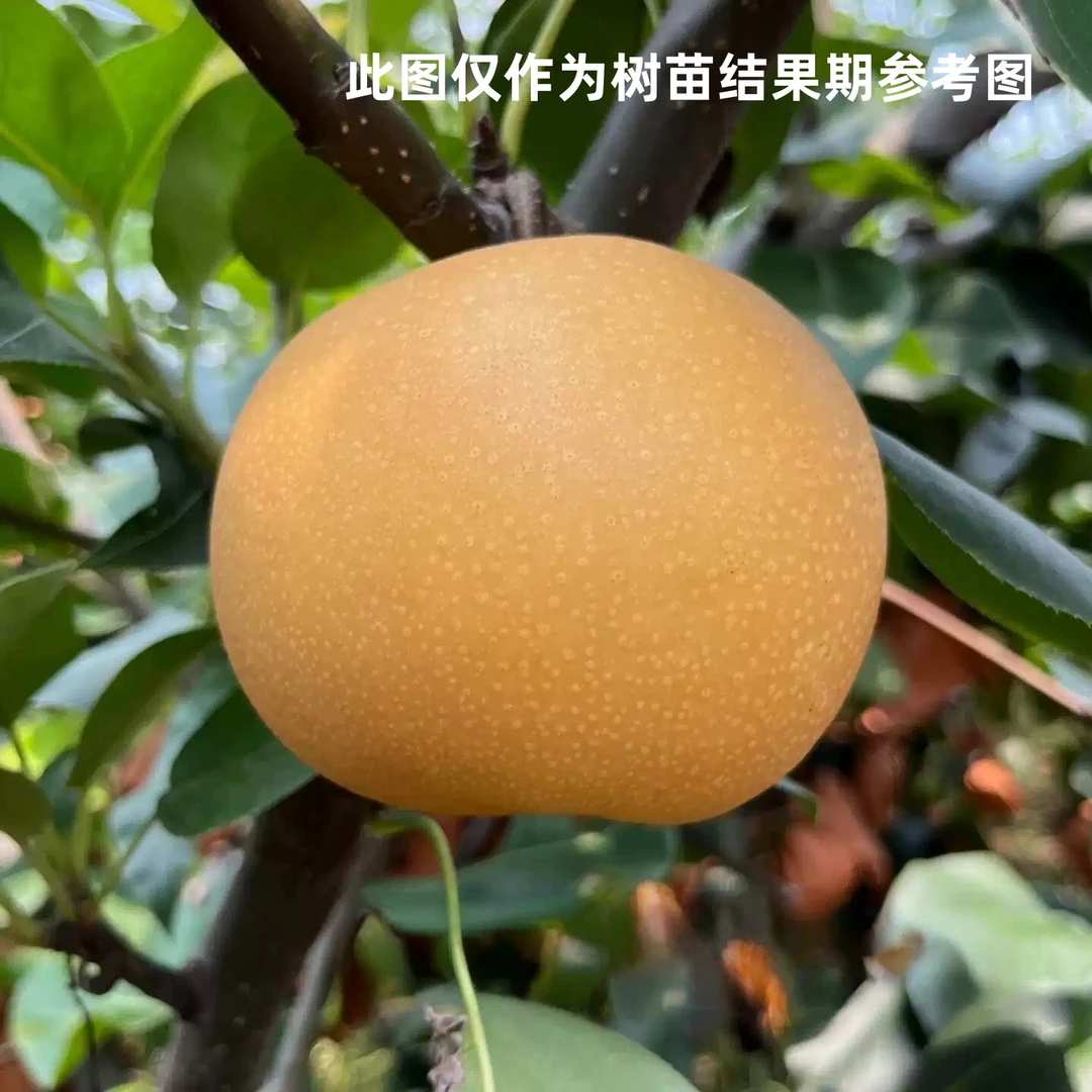 秋月梨树苗嫁接晚熟脆甜黄金梨树果苗南方北方庭院盆栽地栽果树苗
