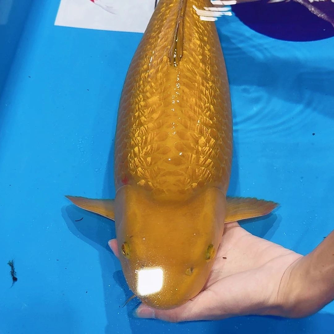 海水鱼佛山兴隆锦鲤