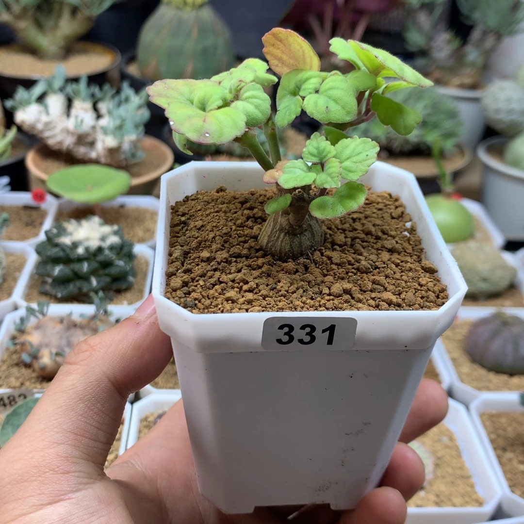 爱氏延命草多肉带盆331