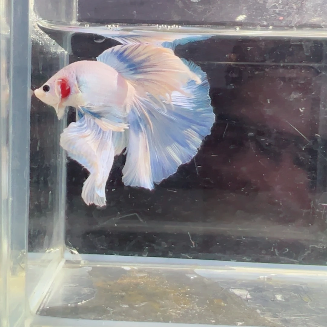 斗鱼浅色仙仙裙特殊尾