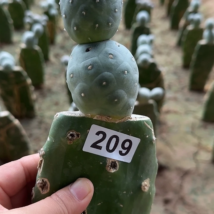 碧***槟无花朵福利洞洞习209