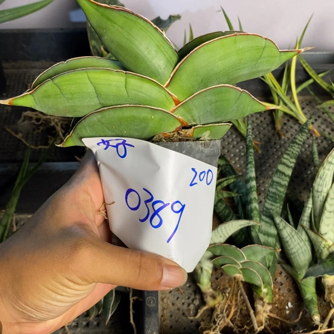 好***1完全开放肥短香蕉