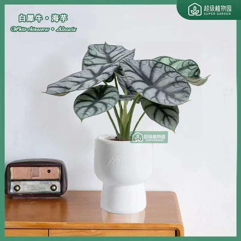 白犀牛龙鳞海芋室内盆栽水土双培绿植吸甲醛耐旱懒人花卉易养活
