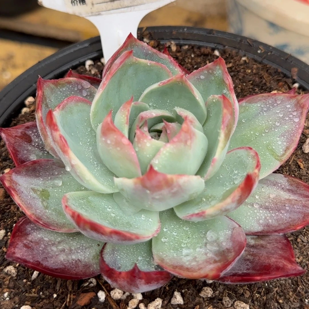 惊鸿一物一拍包装收缩花旱779