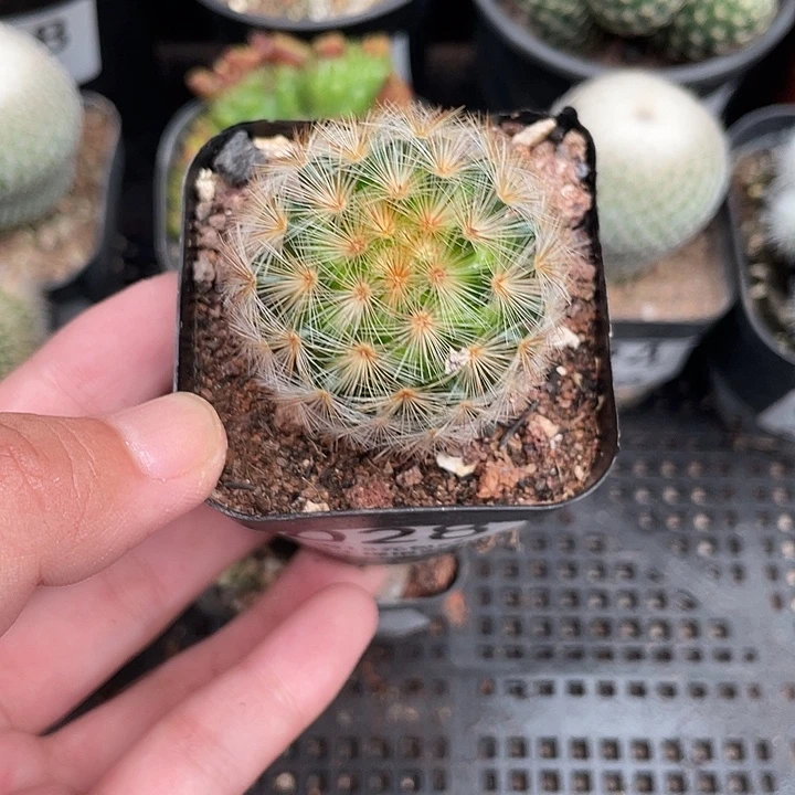 028嘉文丸仙人球植物