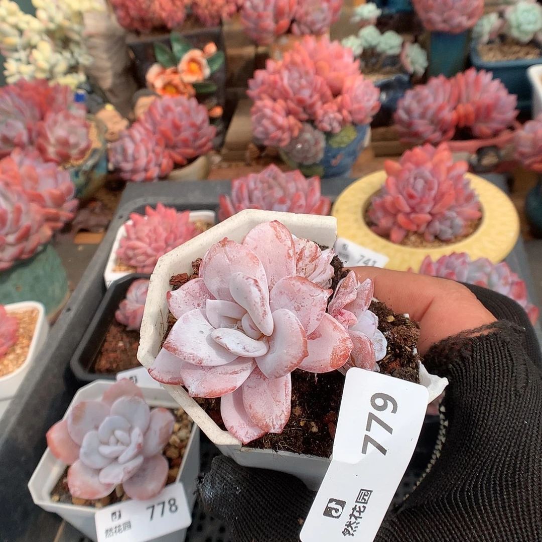 779雪莲多肉植物6666
