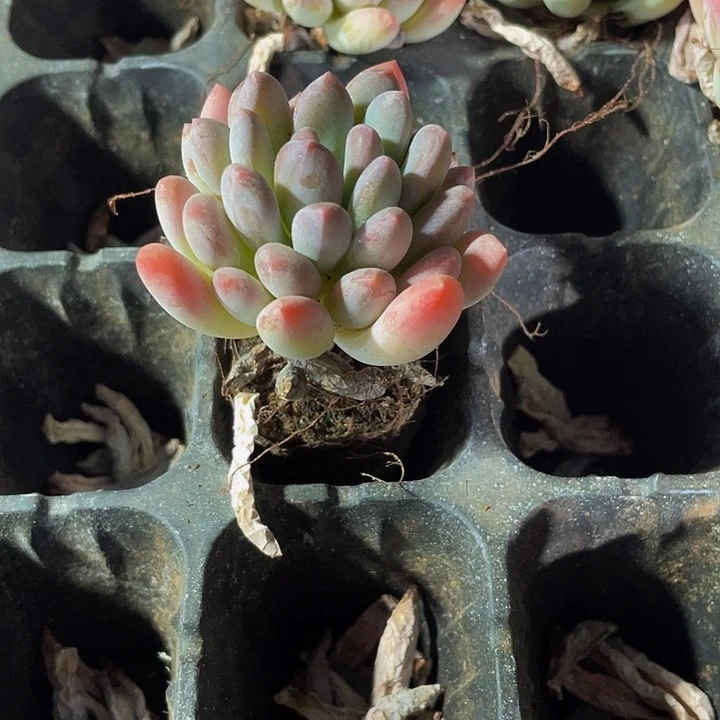 灯美人1.5带土发