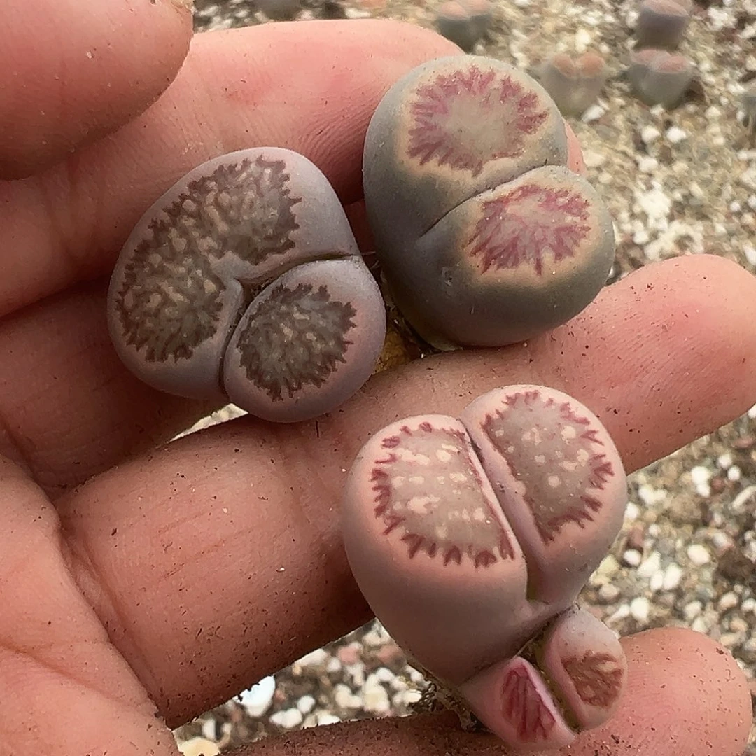 3655菊乖福利1111111111