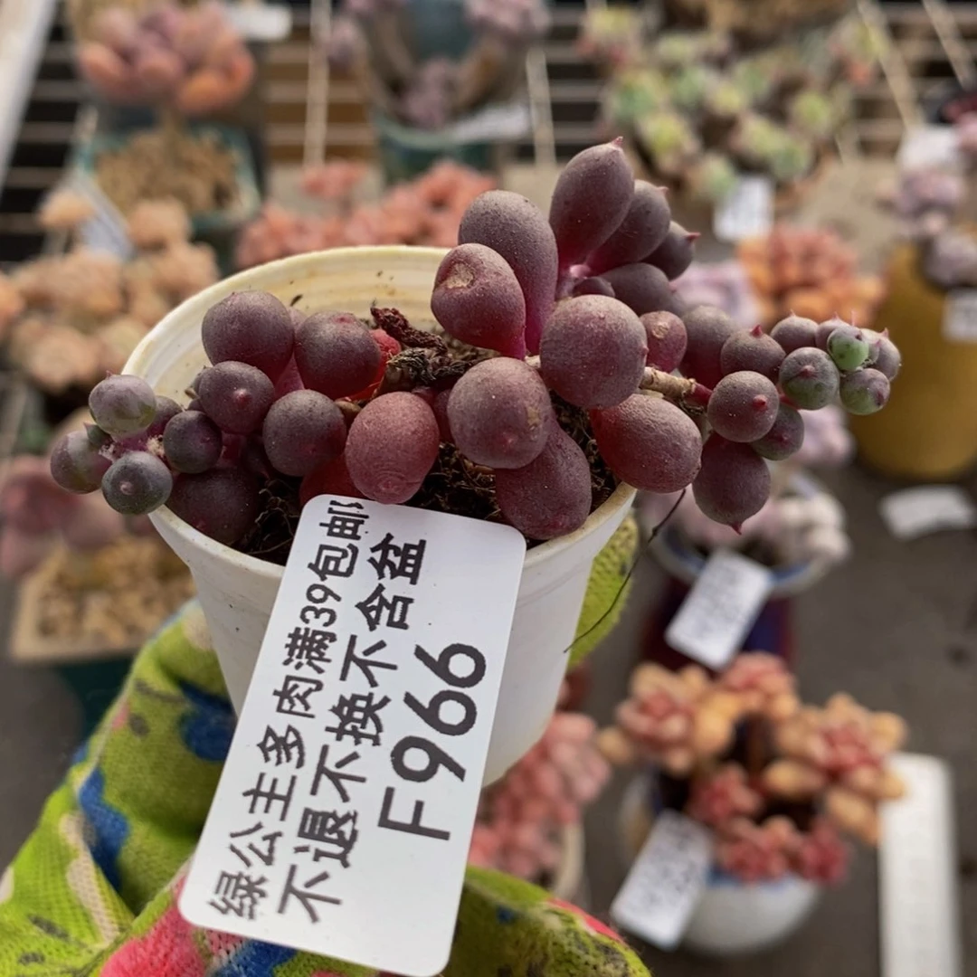 葡萄966/6cm多肉