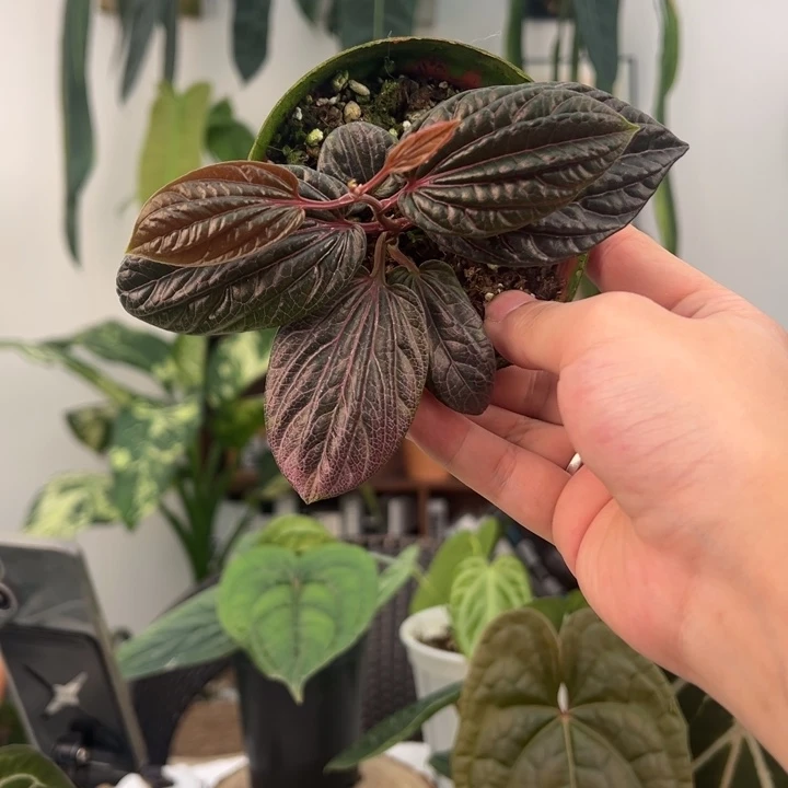 不开花植物优选进口椒草类