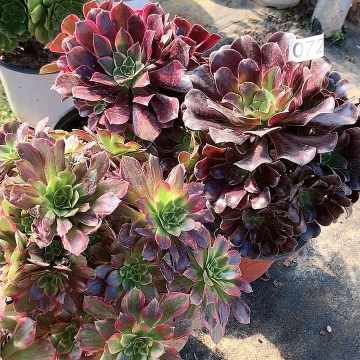 三科有伤不周正特价72