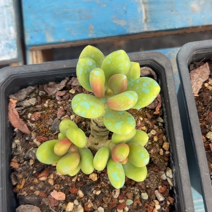 芒果奶～可爱可爱085