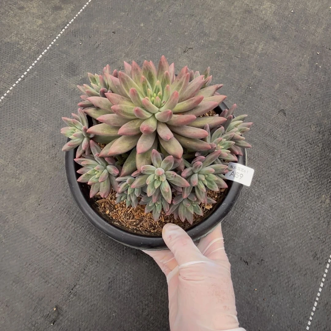 a a a a a a a a a 59