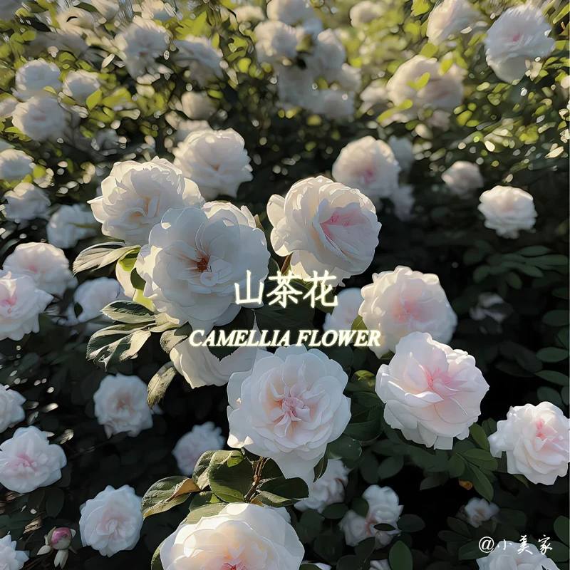 大溪地-黑sc花单方精油