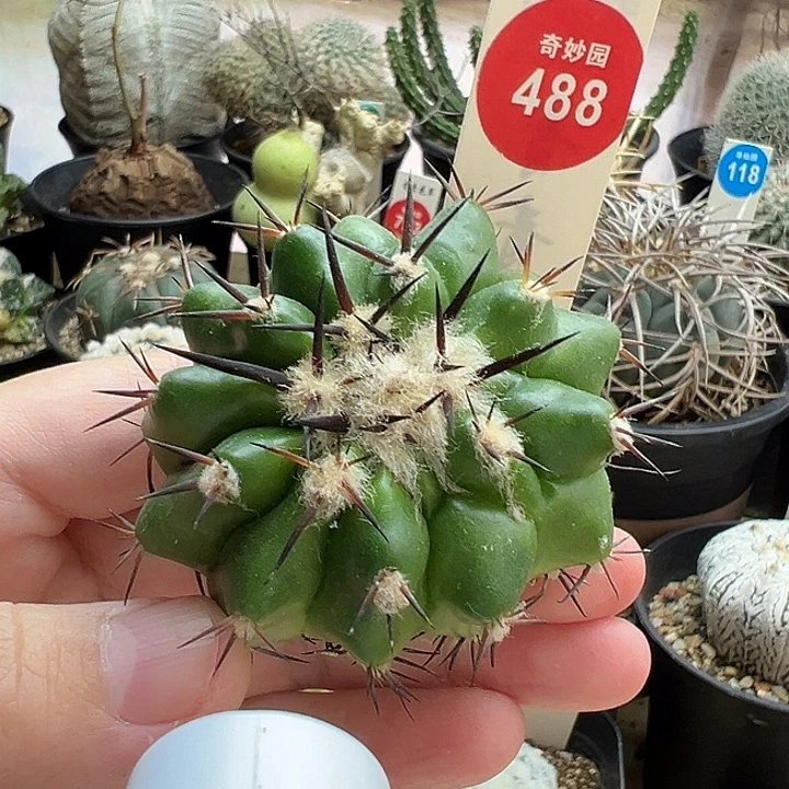无根黑刺铃木圆盘玉5.2cm