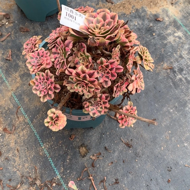 1001粉铜多肉植物特价