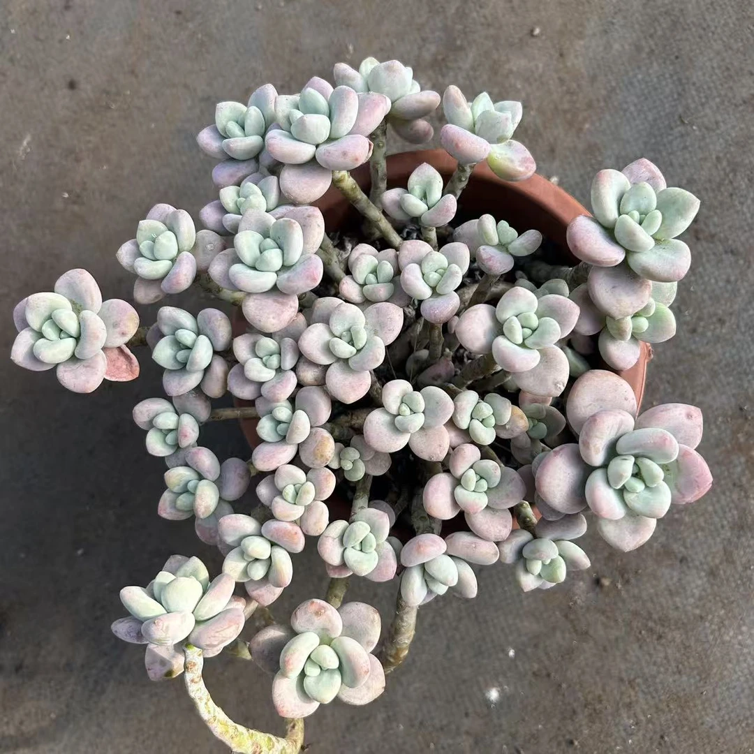 老桩小叶红洛神         多肉