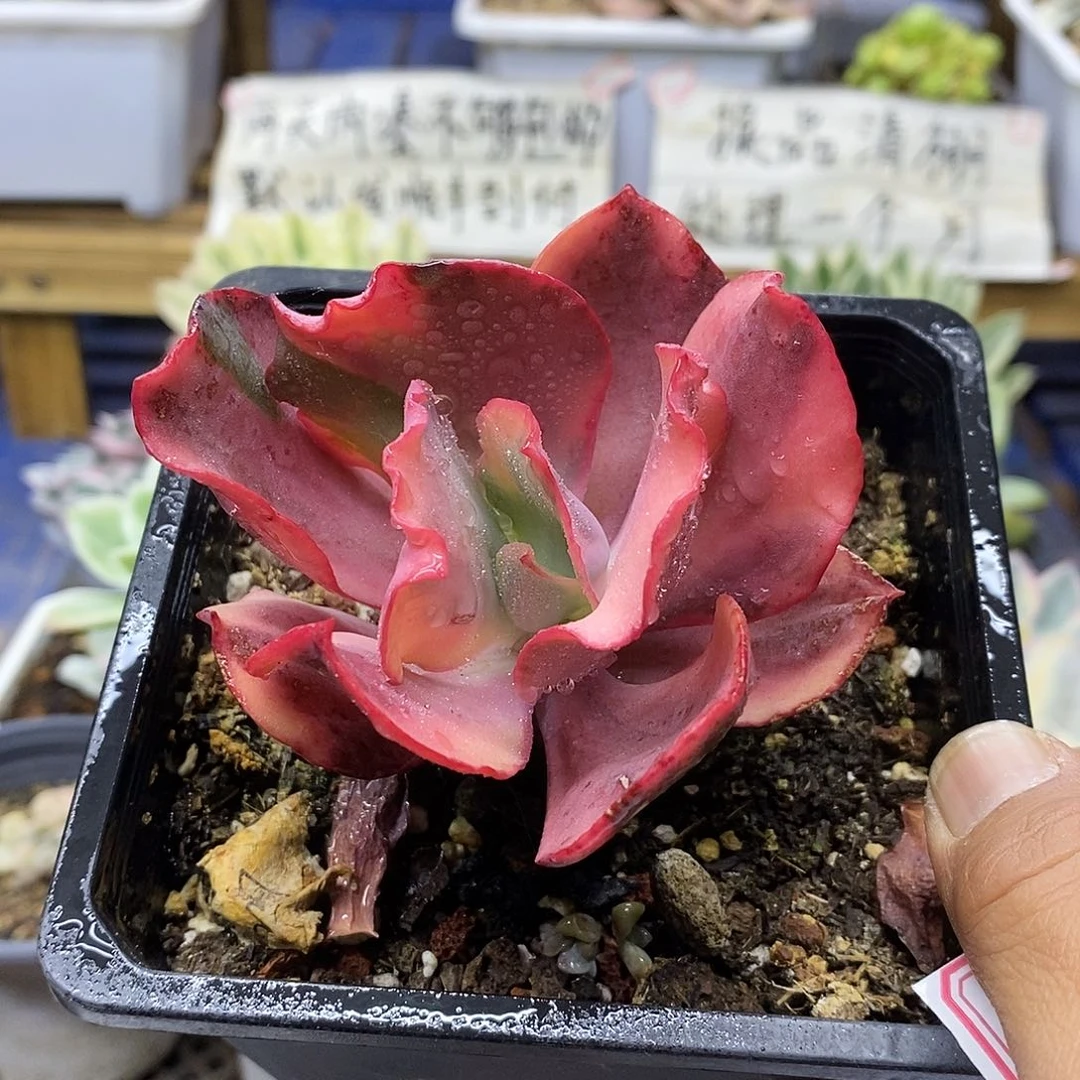 0973 火烈鸟锦多肉