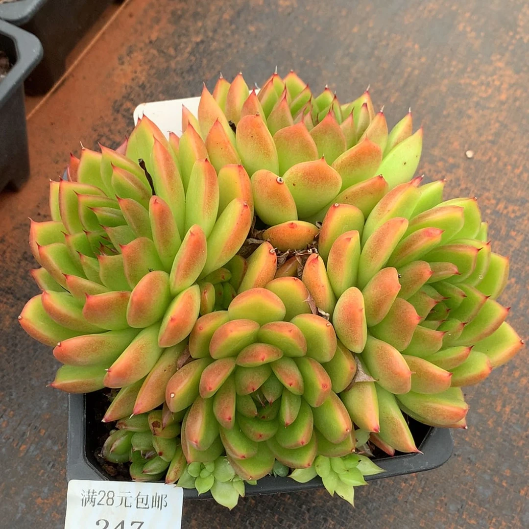 【闪购商品】云247号