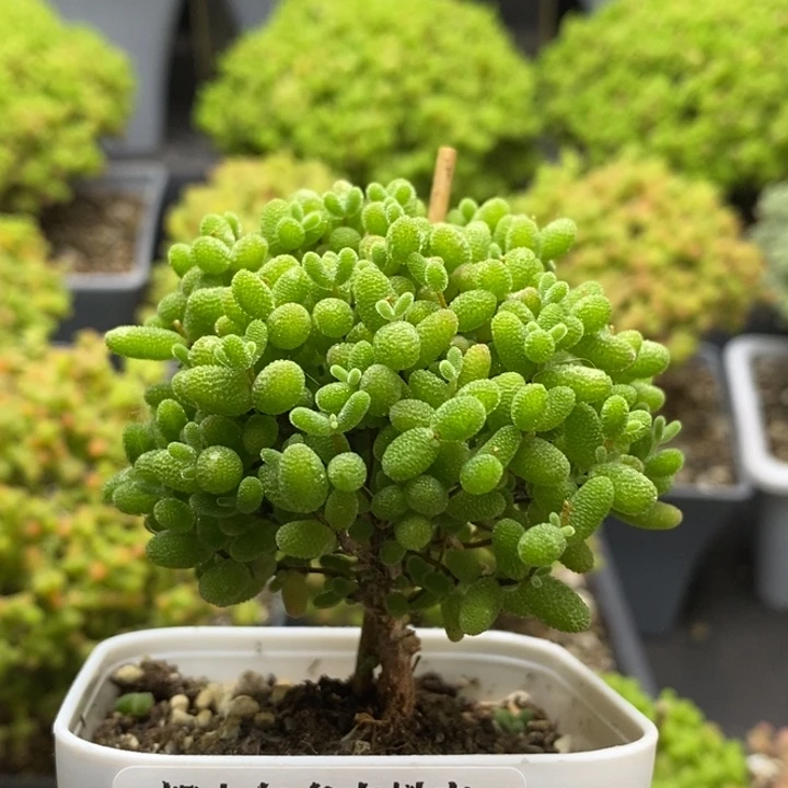 蜜橘糖球7228枝干番杏