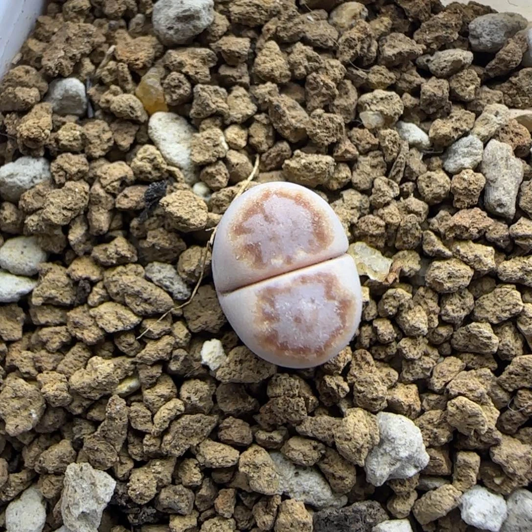 984二蜕小个子饼干