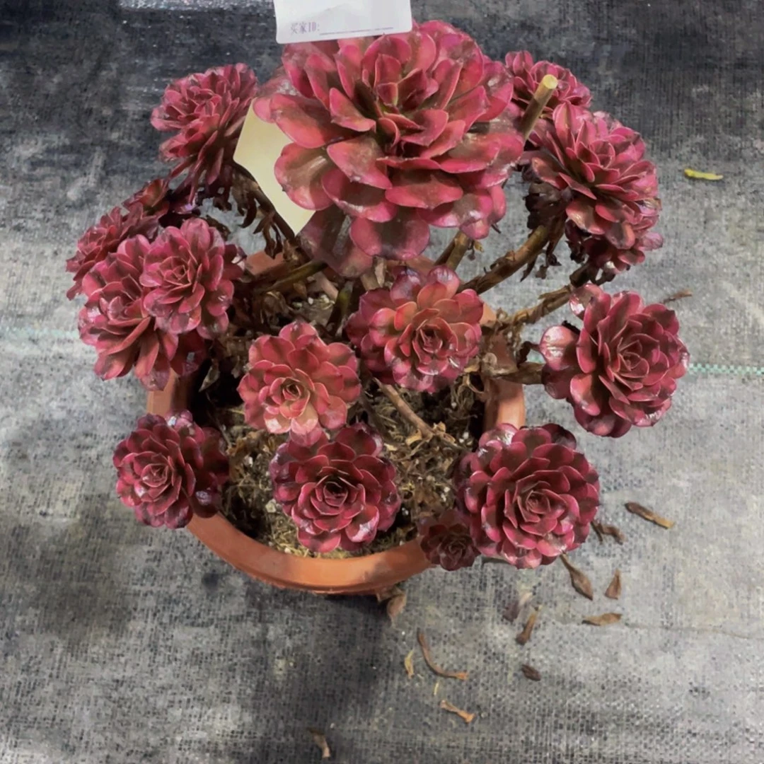 含***笑美姬多肉       018