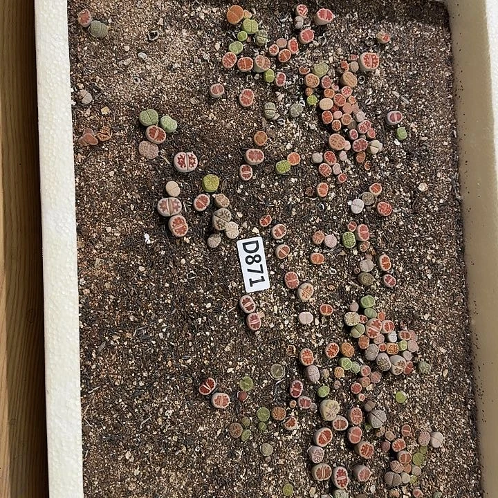 871生石花整框脱土发货