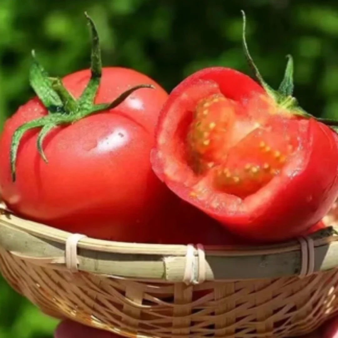 （山货）农家露天种植西红柿当季新鲜自然熟