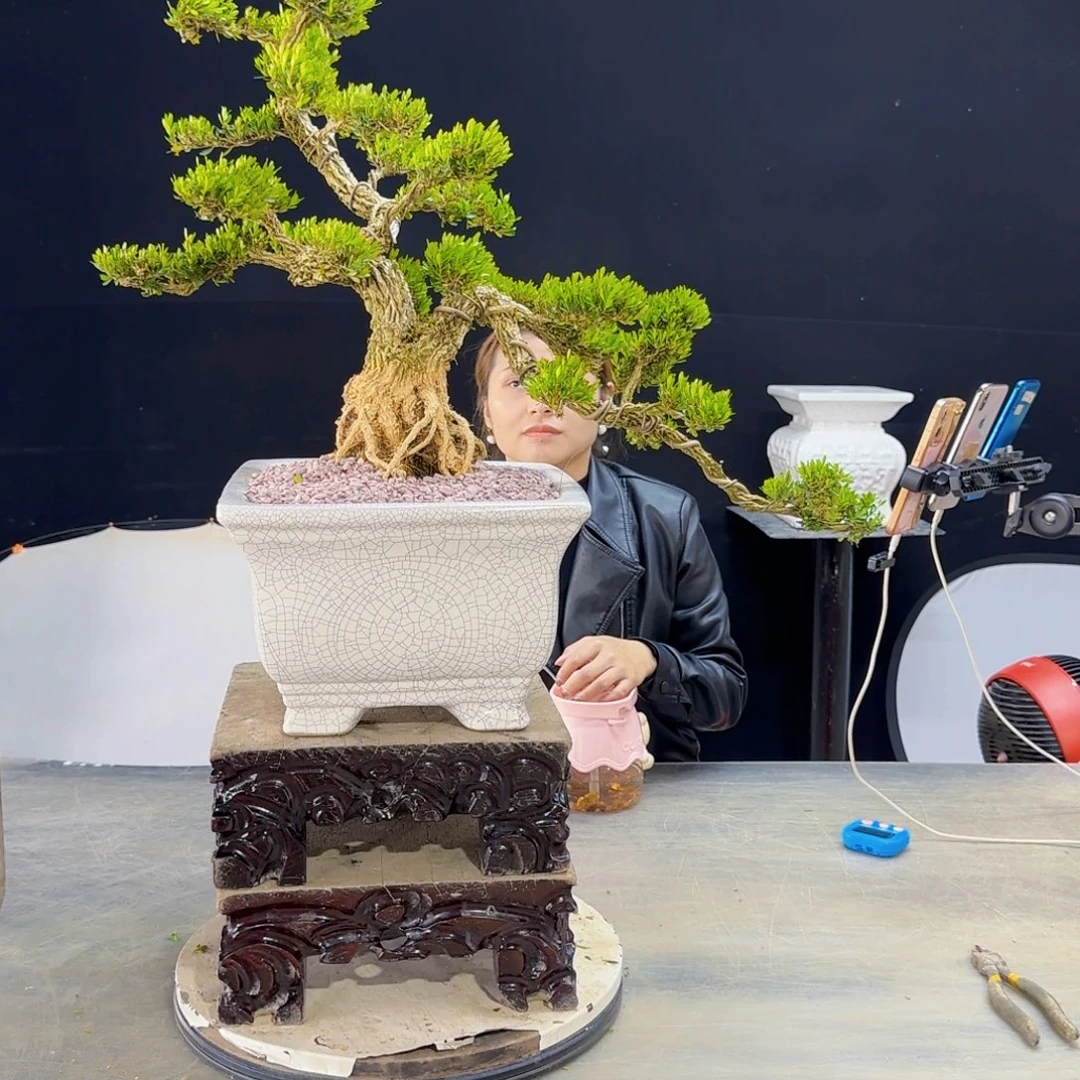 高端黄杨盆景艺术用****王