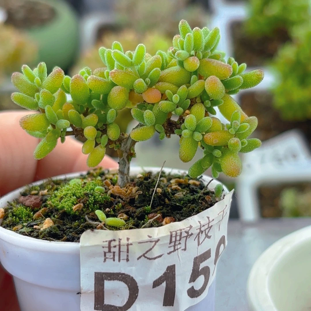 依**妈米粒159。