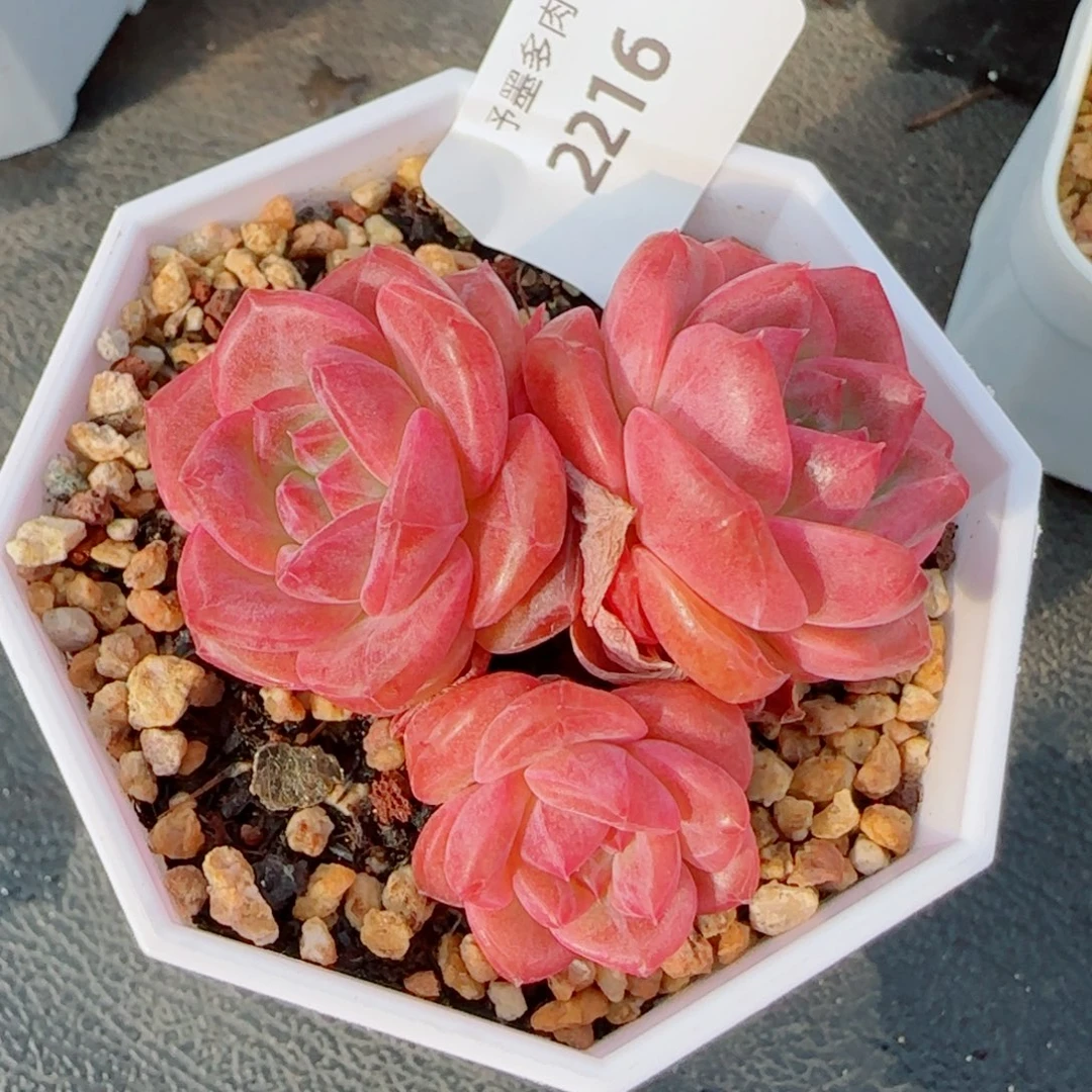 琥珀，2216多肉植物