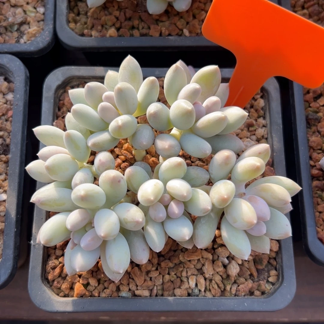 日月星辰1111111111111