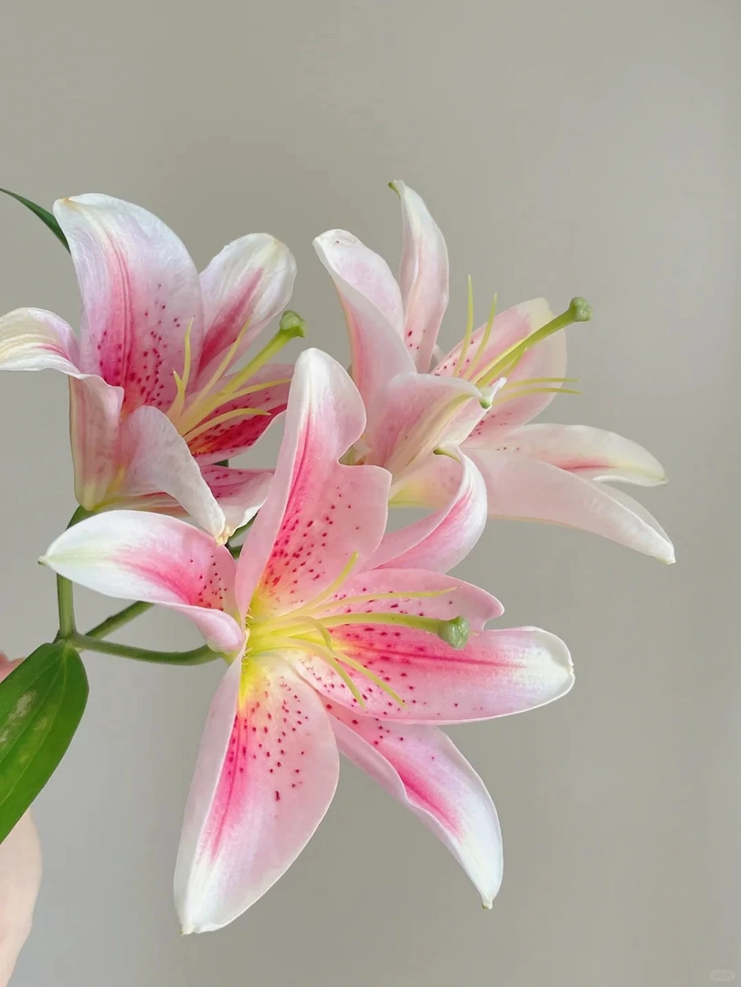 鲜花  提伯百合5支4头到手20个花苞防损1支 初始花苞小 两单包邮