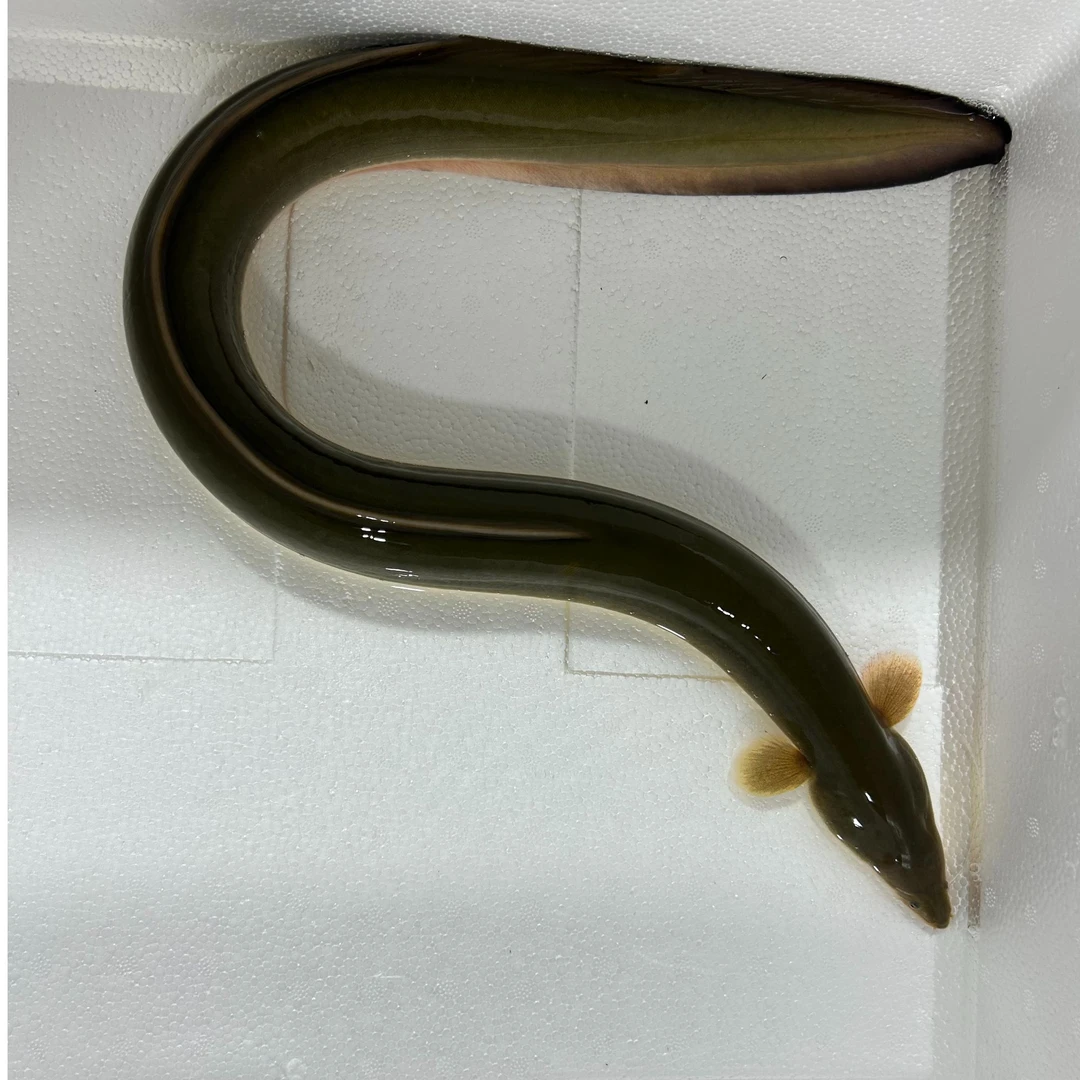 生鲜淡水河鳗食用包活