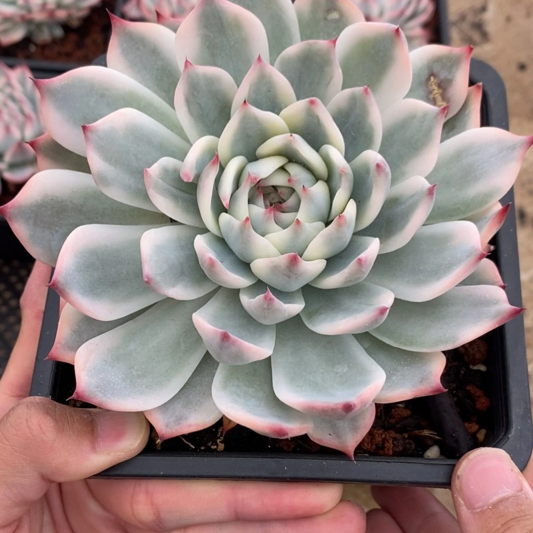吉娃娃锦多肉植物9847