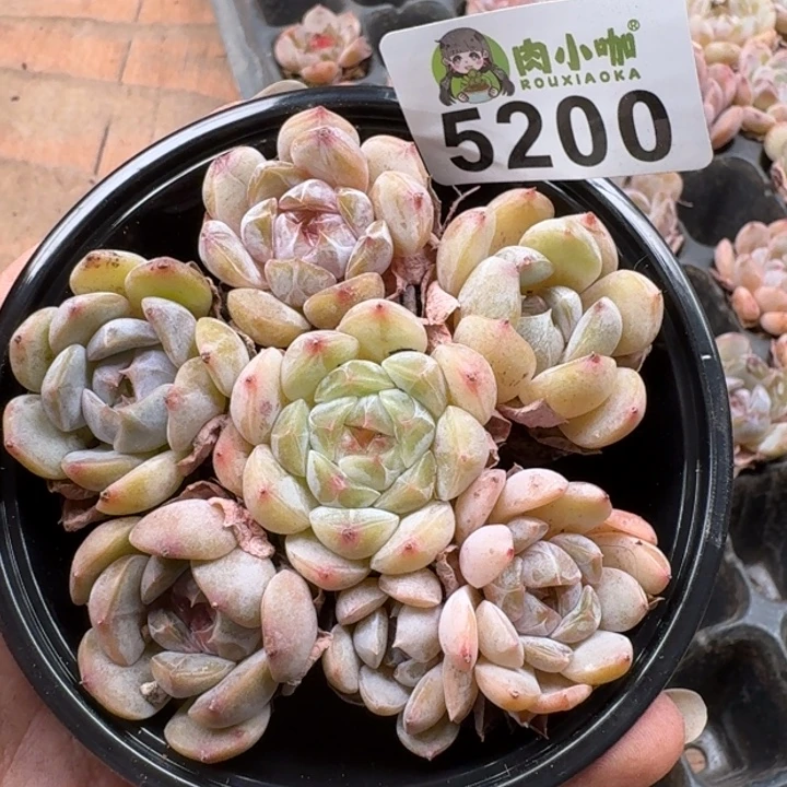 多肉植物多肉植物