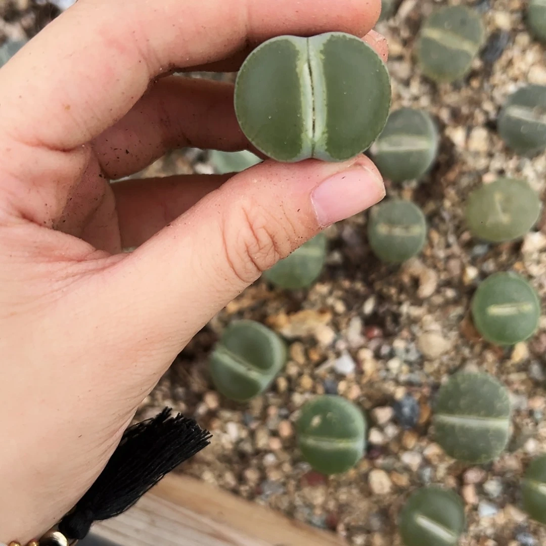 惊宝子的C153岛田