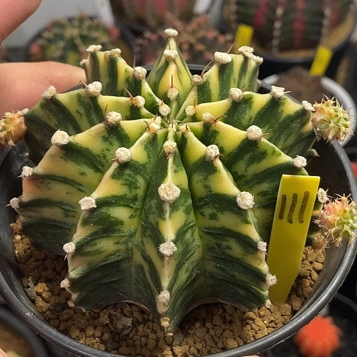 泰系全品米哈—带盆土发货12