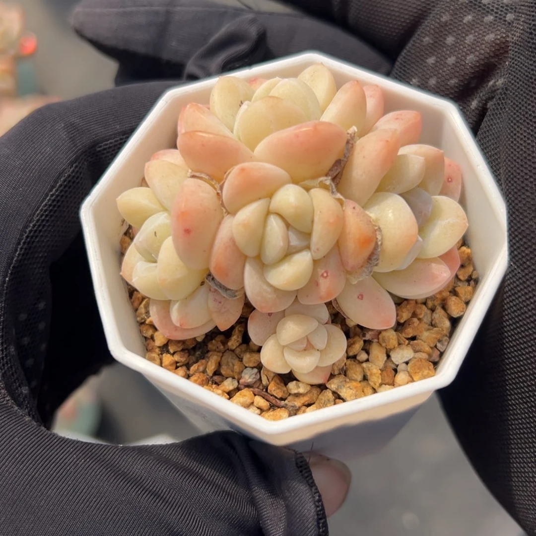 五头冰玉白透底特价000000000