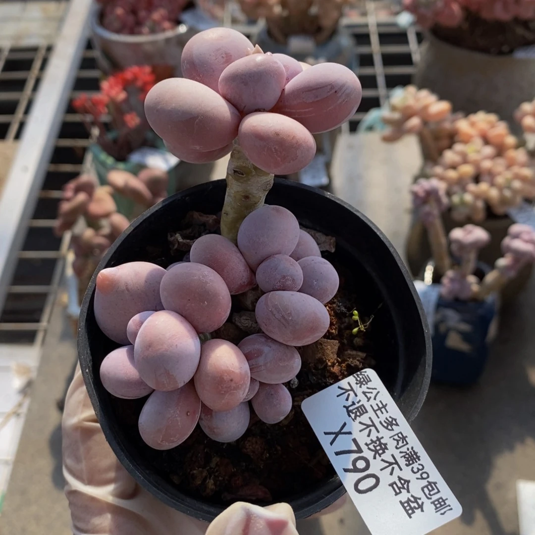 芭比奶酪790/7c m