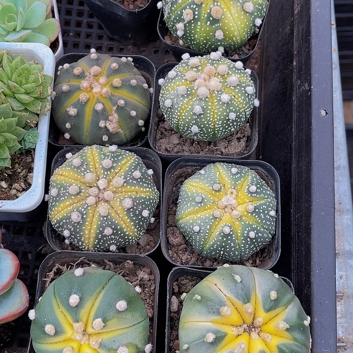 星兜锦带盆土发货