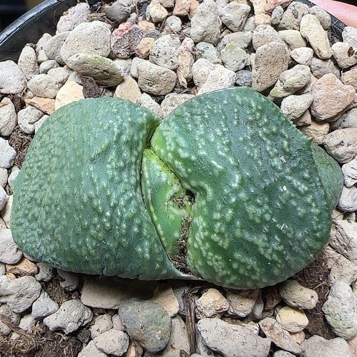 宽短厚隆骨白釉侧芽亚成
