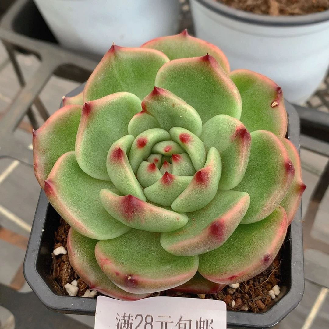 【闪购商品】云15号