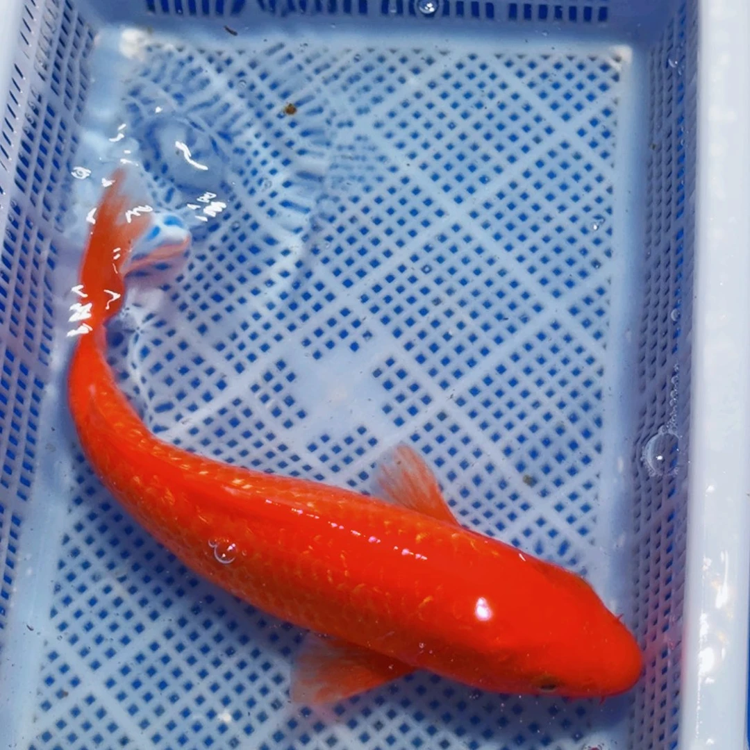 锦鲤精品锦鲤包邮包损
