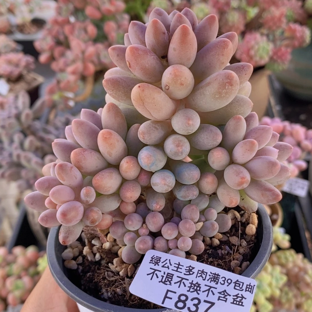 手指奶7cm837多肉植物