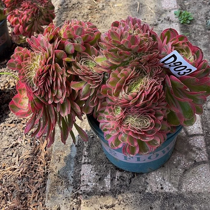 倾城法师16///5包邮