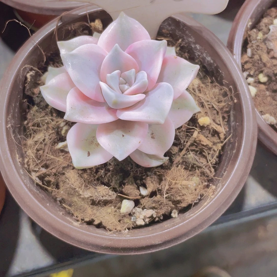 萌*哒紫乐锦w018一物一拍