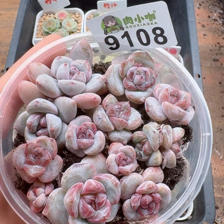 多肉植物多肉植物