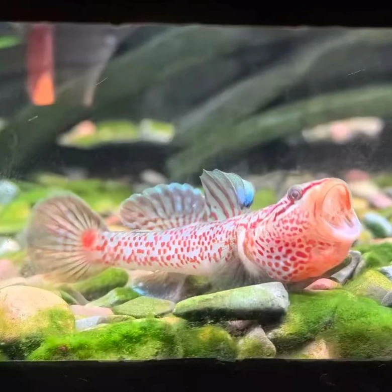 江西大斑红神农虾虎原生溪流观赏冷水鱼