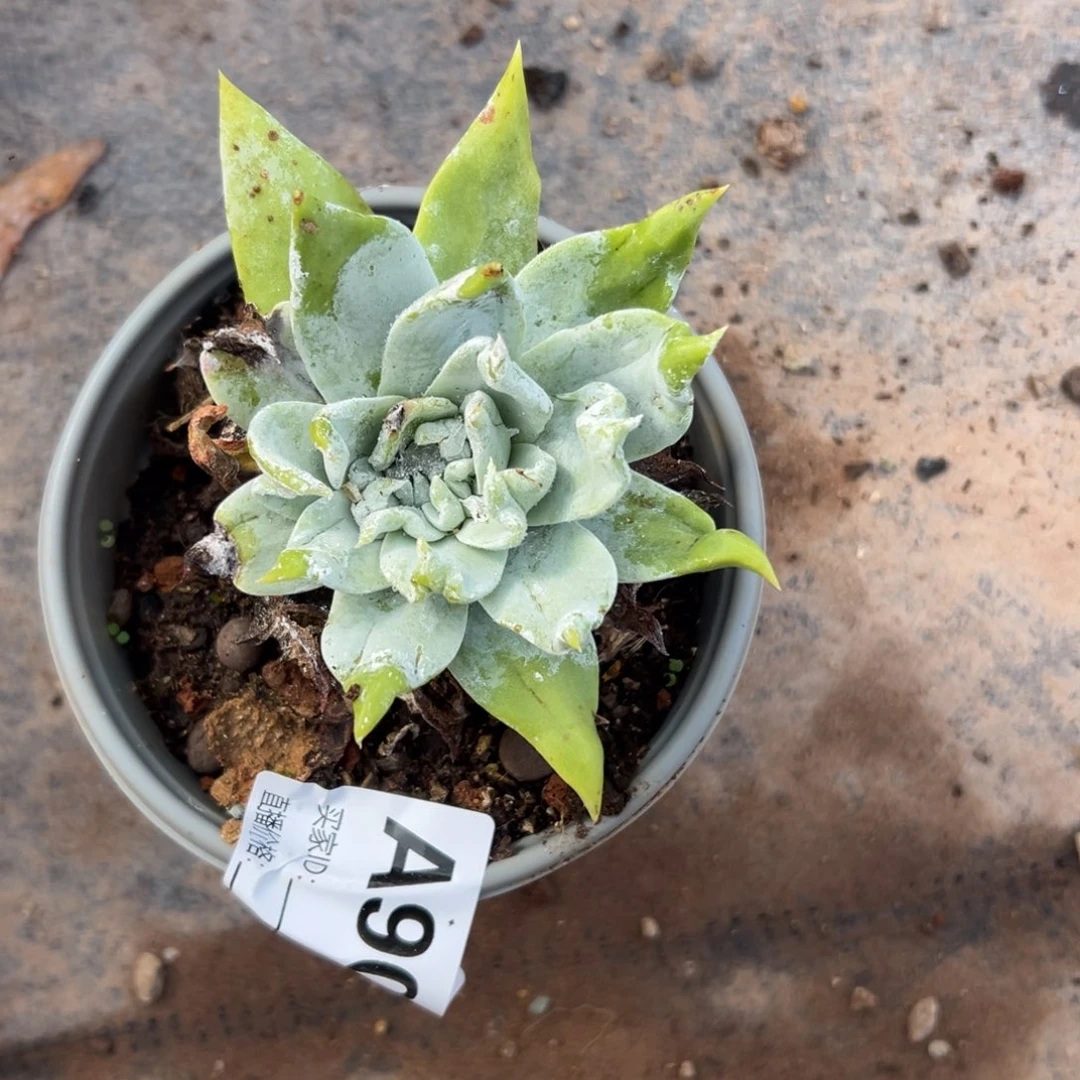 我****谢谢姐姐，一物一拍90